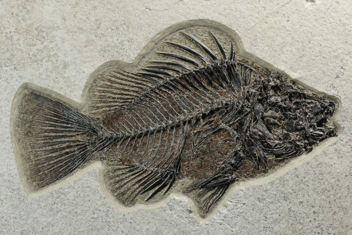 Superb, Fossil Fish (Priscacara) - Green River Formation #233862
